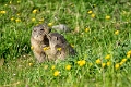 marmottes (31)